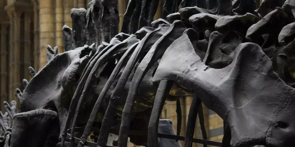 fosil dinosaurio museo