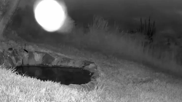 Extraña presencia es grababa por cámara en la Biosfera Sierra Gorda