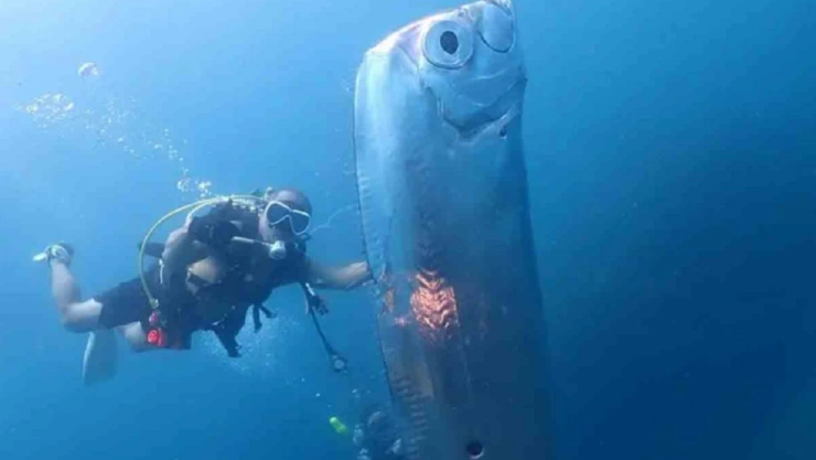 Buzos captan misterioso pez remo gigante en costas de Taiwan