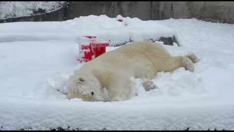 VIDEO: Oso polar se divierte en zoológico de Washington en medio del caos en EUA por nevadas