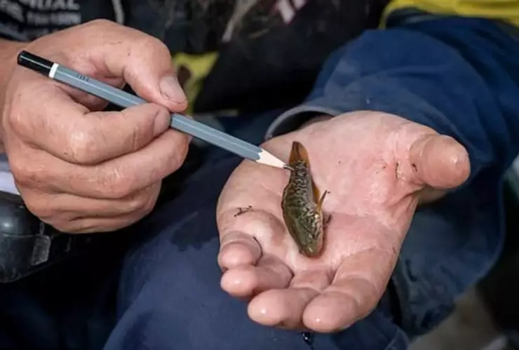 Australia pez zombie.jpg