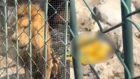 León vomita parasitos vivos