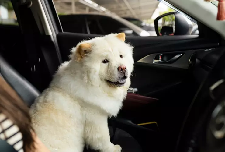 Es ilegal viajar con tu mascota en la CMDX