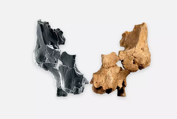 Este es el fósil del Homo affinis erectus