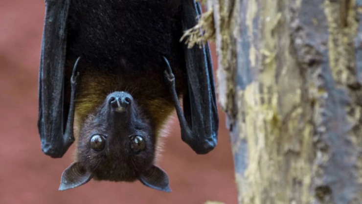 Hombre muere tras ser mordido por un murciélago