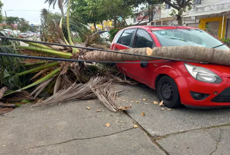 Cae palmera en auto_2