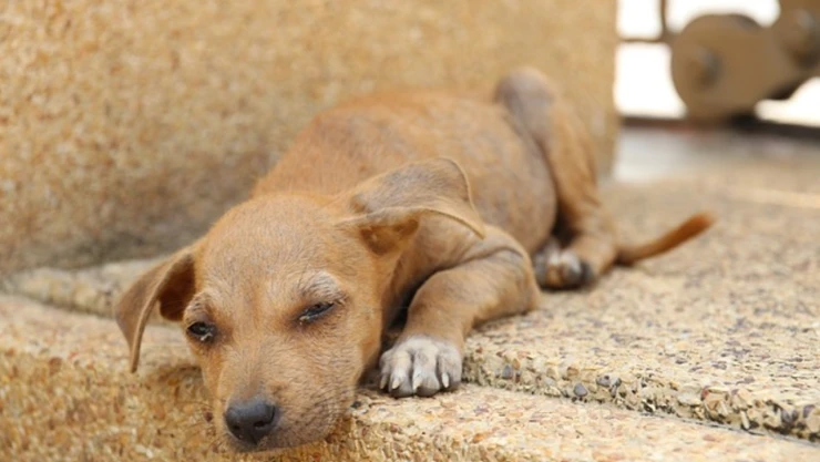 perro abandonado