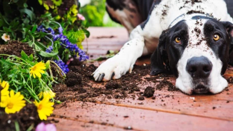 Plantas tóxicas para perros.jpg