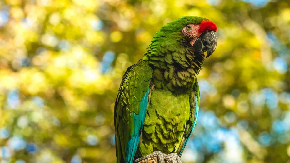 ¿Cómo llegar al sótano de las guacamayas en Arroyo Seco Querétaro?
