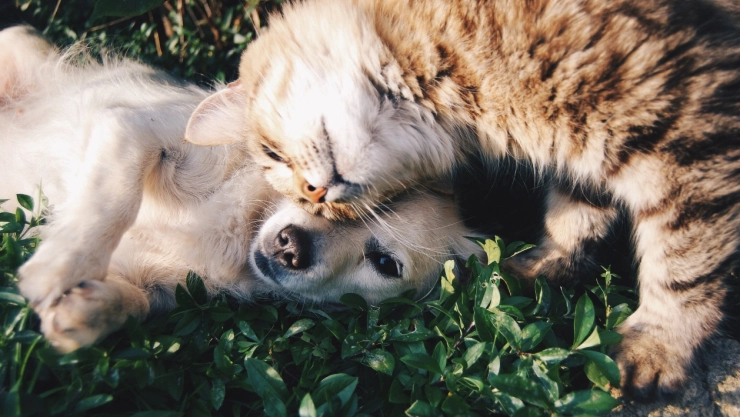 flor nochebuena perros gatos