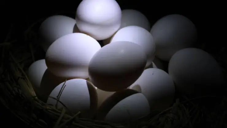 Detectan huevos clonados en Durango.
