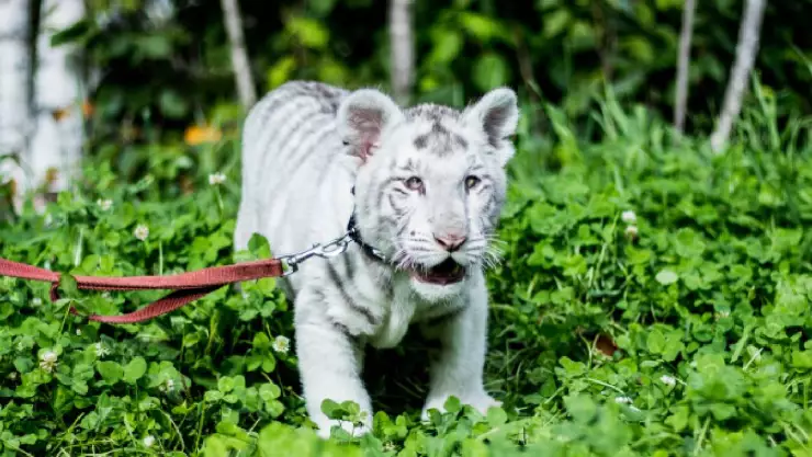 Aplican eutanasia a cachorra de tigre, padecía enfermedad incurable