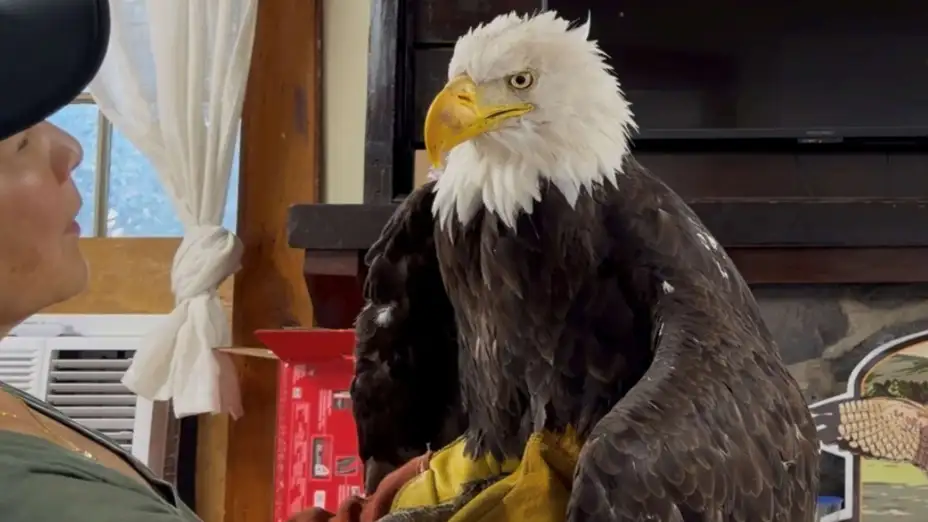 Jackie, el águila calva, es examinada el 18 de julio de 2026, en California.