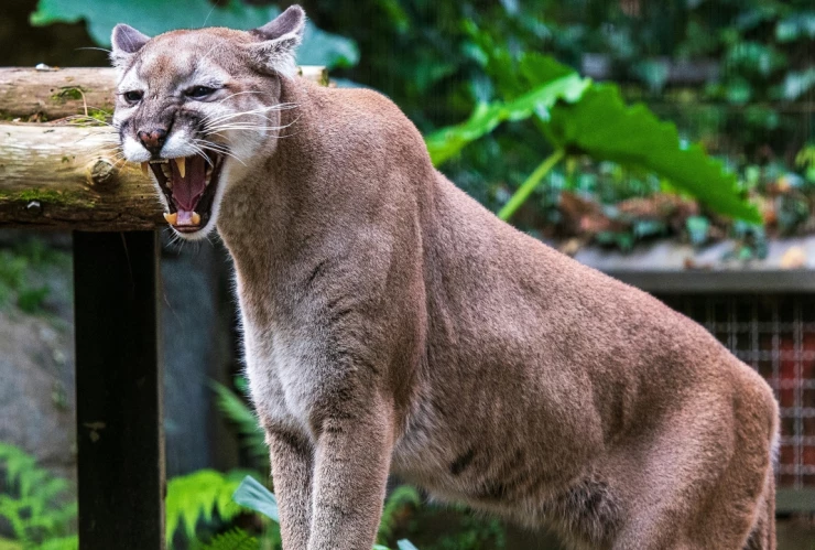 Puma invade fraccionamiento en la Zona Metropolitana de Guadalajara y causa terror|VIDEO