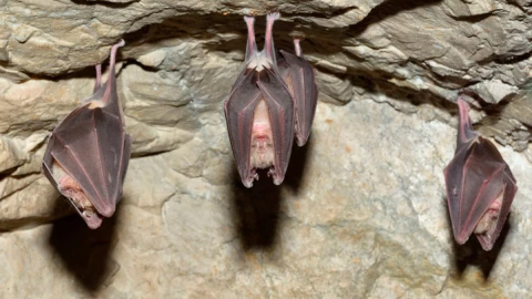 rabia humana mexico dónde se localizan qué la causa