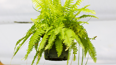 Nephrolepis Exaltata