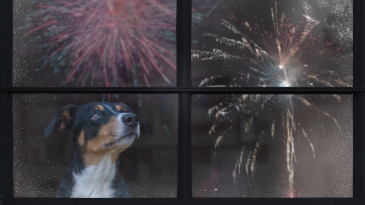 Perro observando fuegos artificiales el 4 de julio en Estados Unidos