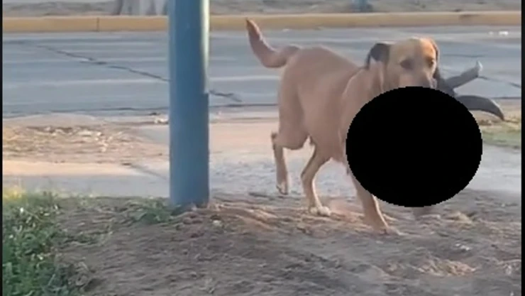 Perro con cabeza de cabra