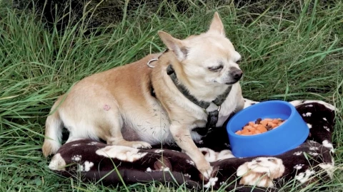 Cómo-mejorar-la-vida-de-tu-perro-en-su-vejez-según-la-UNAM