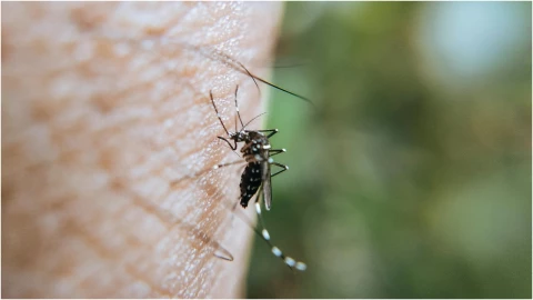 ¿Cómo acabar con los mosquitos este verano_ Aplica este truco para deshacerte con ellos