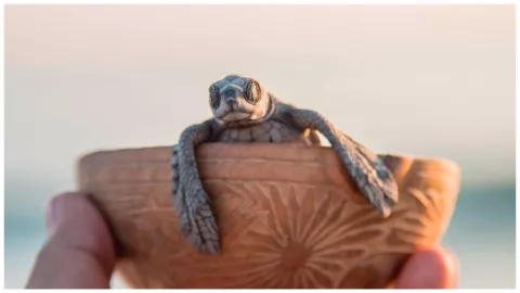 pueblo mágico mazunte tortugas