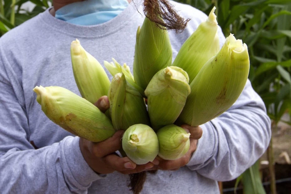 naranjas