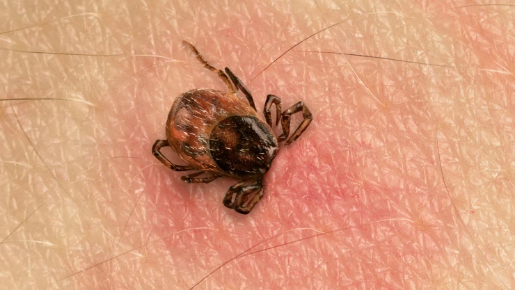Mosquitos y garrapatas