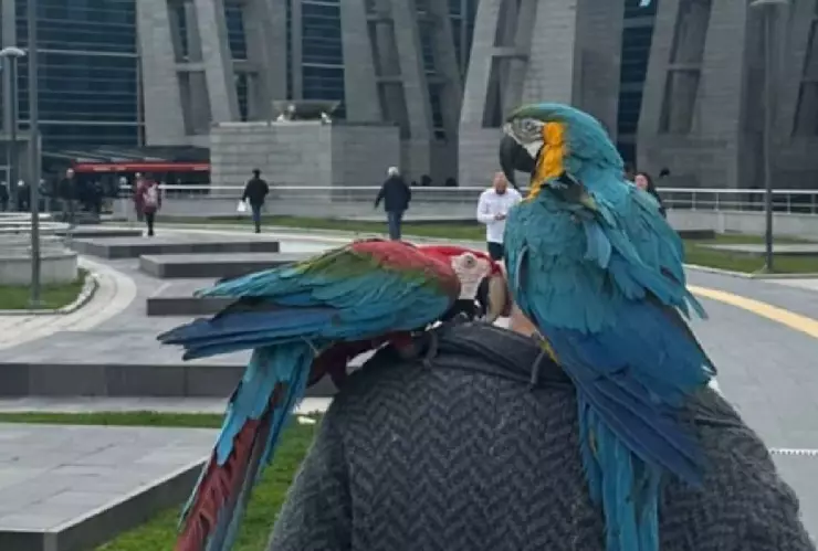 Loros evidencian infidelidad en una pareja y terminó en divorcio