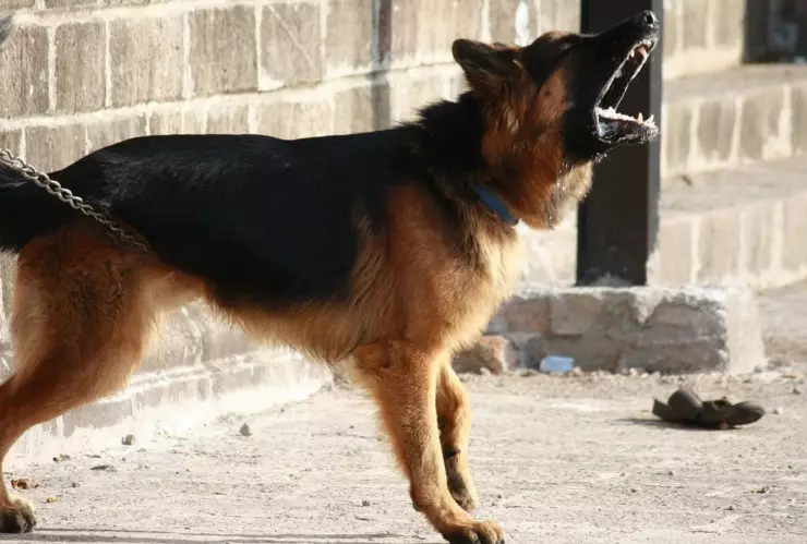 Perro pastar alemán ladrando