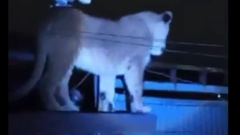 Leona suelta en Ciudad Juárez