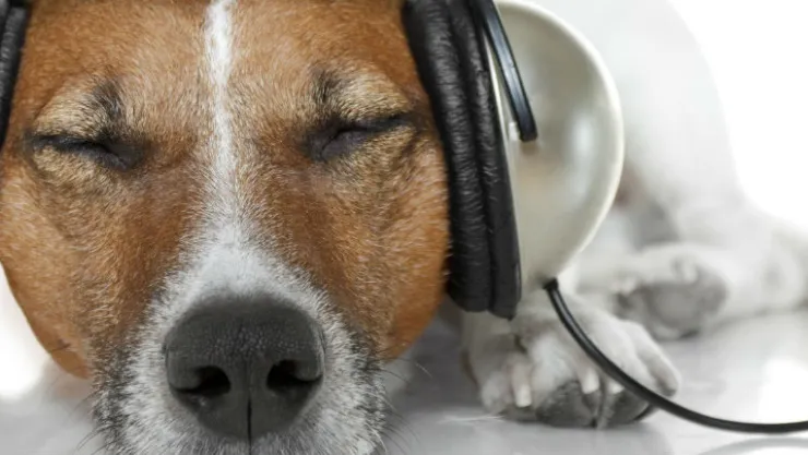 Terapia de música para perros Al extremo 4 jul 18