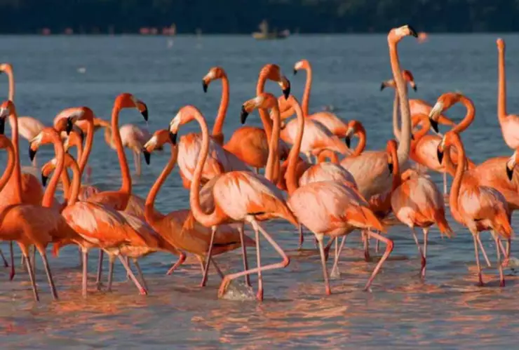 Reserva de los Flamingos en Yucatán_ ¿Cómo llegar desde Mérida en menos de 2 horas_?