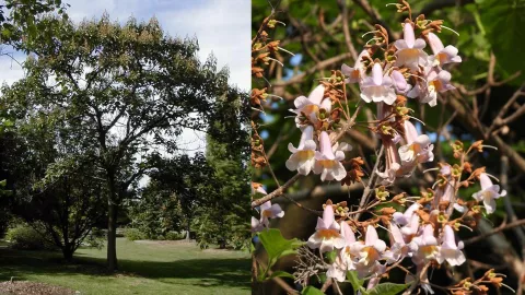 La Paulownia tomentosa es originaria de China. Crédito: Missouri Botanical Garden