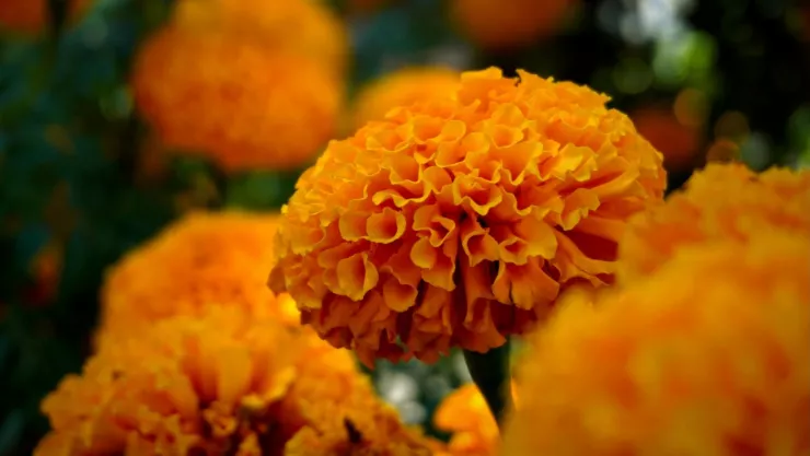 5 campos de cempasúchil cerca de CDMX para visitar en octubre y noviembre por Día de Muertos