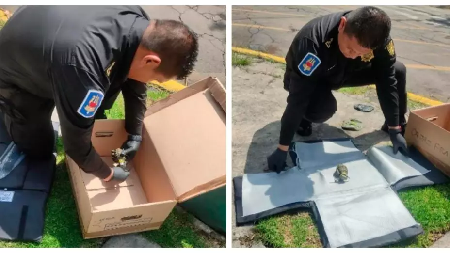 Encuentran granada en bolsa de basura en Lomas de Chapultepec