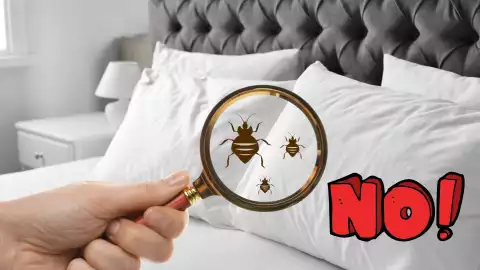 ¿Cómo evitar las plagas de chinches? Esto es lo que no debes hacer