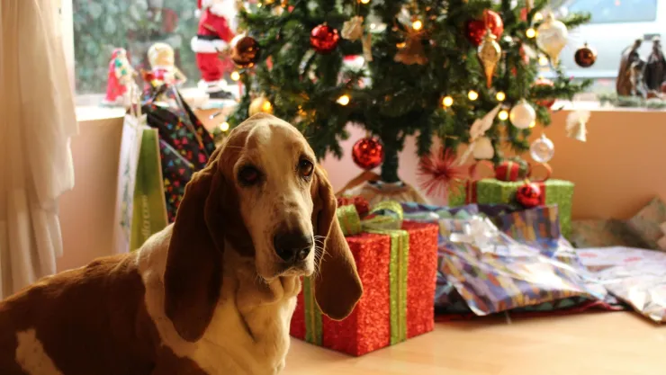 Estos son los ajustes para cuidar la salud de tu perro en el invierno: ¡Toma nota!