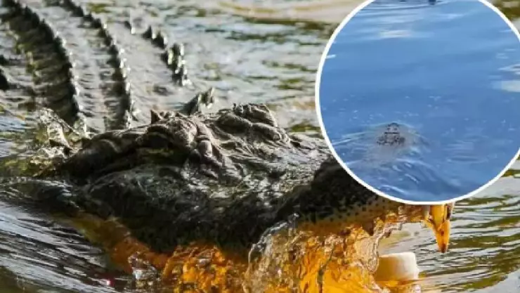 Cocodrilo ATACA a hombre que nadaba en playas de Cancún; filtran VIDEO del momento