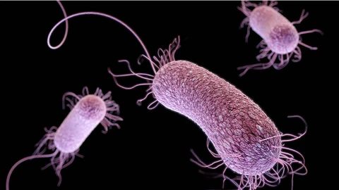 Superbacteria