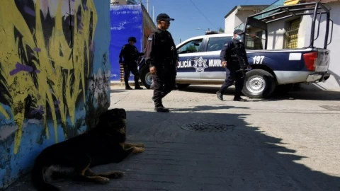perro brazo humano oaxaca
