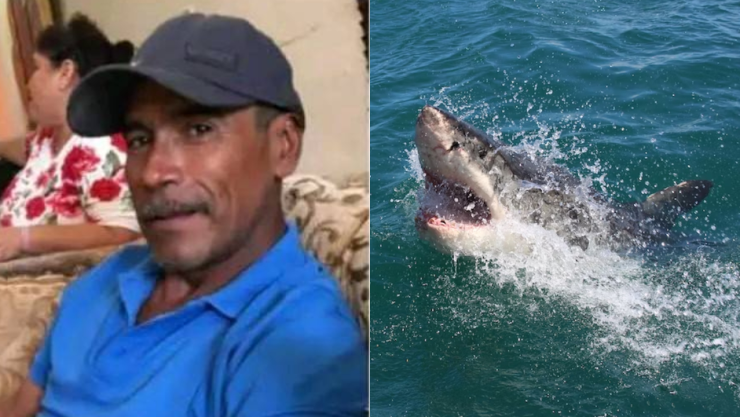 Ataque mortal Tiburón blanco le arranca cabeza a pescador de Sonora