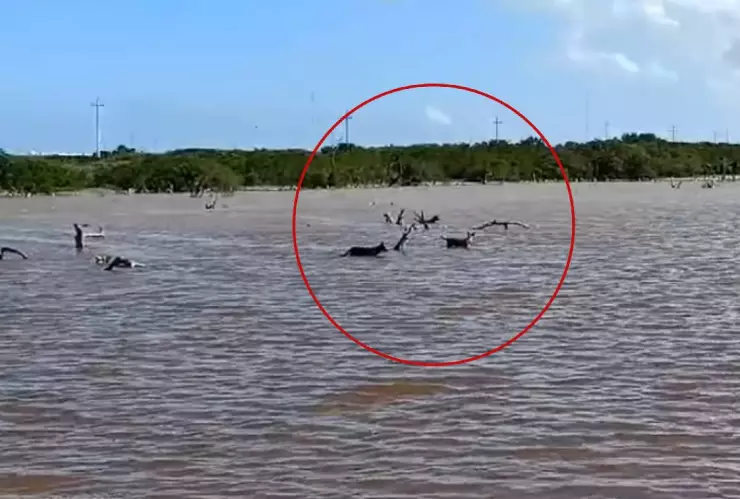 Captan ataque de perros a flamingos en el puerto de Sisal; esto dicen los ambientalistas