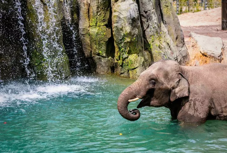 un elefante se refresca en su hábitat natural