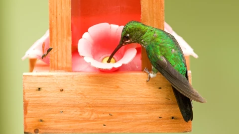 Conoce el profundo significado de ver un colibrí