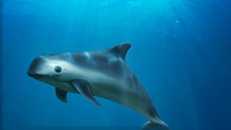 vaquita-marina-sancion-mexico