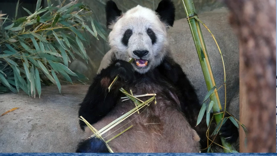 Ya Ya, una panda gigante, en el Zoológico de Memphis, Tennessee