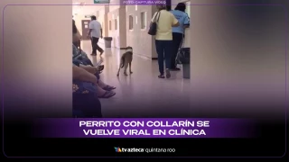 VIDEO: Perrito con collarín se vuelve viral en clínica
