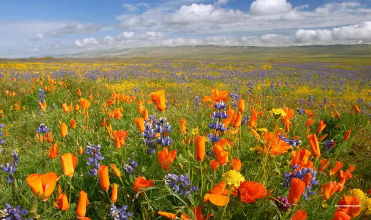 primavera