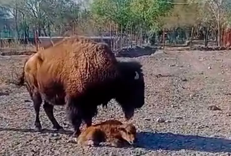 Bisonte americano en Chihuahua