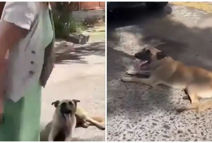 Mujer es captada arrastrando a perro amarrado a su camioneta en Jalisco.